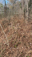 Chasmanthium latifolium