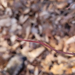 Oxydendrum