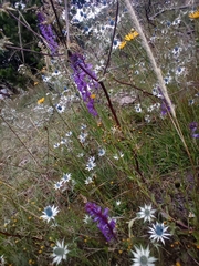 Lobelia fenestralis