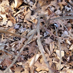 Oxydendrum