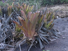 Aechmea leptantha