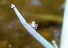 Dolichopodidae