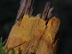 Phlebiodontia subochracea