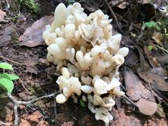 Sebacina sparassoidea