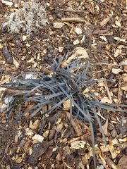 Ophiopogon planiscapus