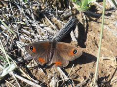 Pseudonympha trimenii