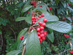 Cotoneaster × watereri