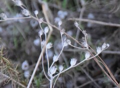 Petrosedum amplexicaule