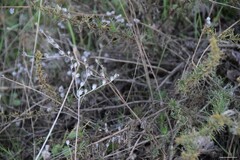 Petrosedum amplexicaule