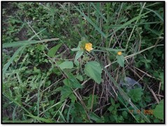 Malvastrum americanum