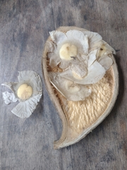 Aspidosperma spruceanum