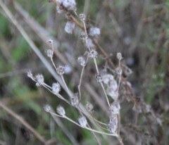 Petrosedum amplexicaule
