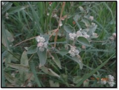 Croton ciliatoglandulifer