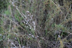 Petrosedum amplexicaule