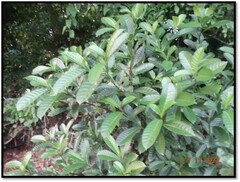 Tabernaemontana alba