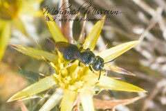 Ceratina cucurbitina