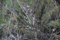 Petrosedum amplexicaule