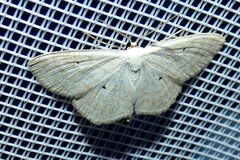 Scopula immutata