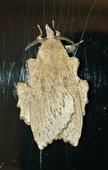 Rhinobombyx cuneata