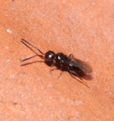 Ceraphronidae