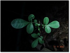 Trichilia havanensis