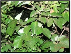 Persea americana