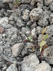 Polemoniaceae