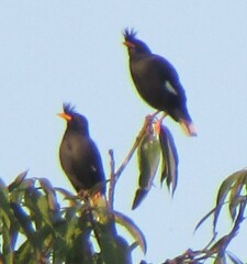 Acridotheres grandis