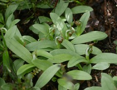 Pterostylis humilis