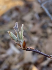 Amelanchier arborea