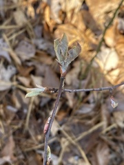 Amelanchier arborea