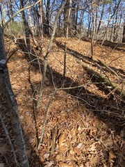 Amelanchier arborea