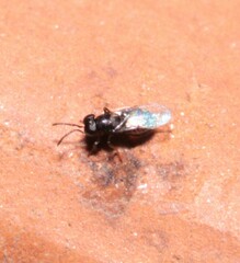 Encyrtidae