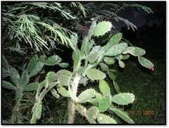 Opuntia dejecta