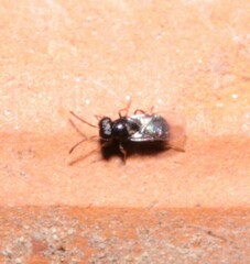 Encyrtidae