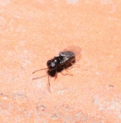Encyrtidae