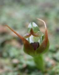 Pterostylis humilis