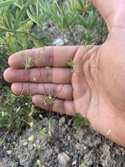 Linanthus harknessii