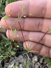 Linanthus harknessii