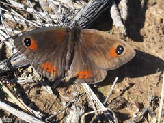 Pseudonympha trimenii