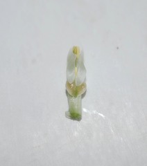 Pterostylis humilis