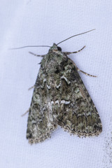 Polyphaenis sericata