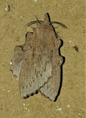 Rhinobombyx cuneata