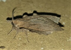 Rhinobombyx cuneata