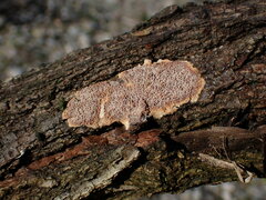 Phlebia rufa