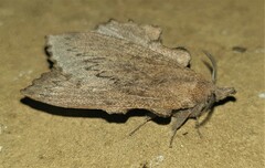 Rhinobombyx cuneata