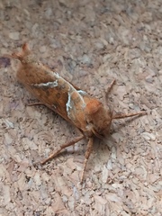Triodia sylvina