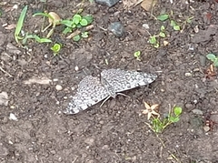 Hamadryas feronia