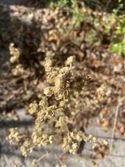 Sida cordifolia