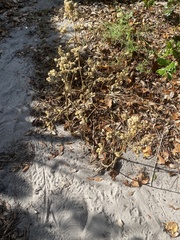Sida cordifolia